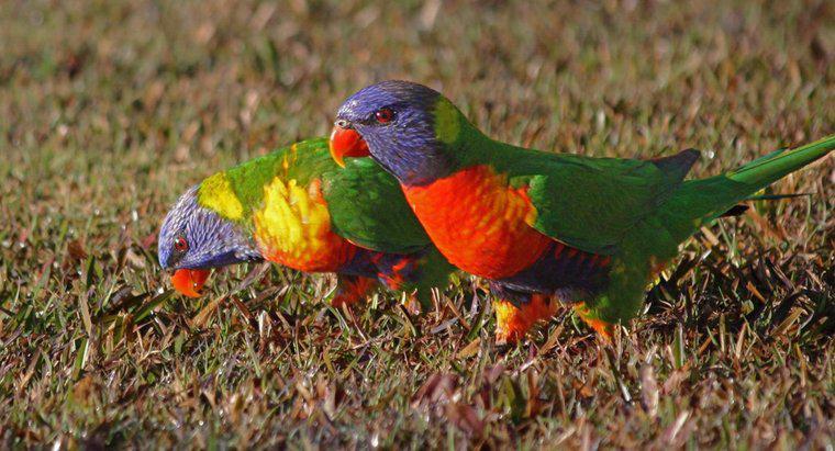 Các loài chim có bị thu hút bởi màu sắc tươi sáng không?