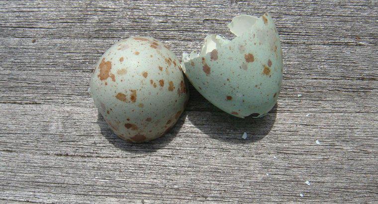 Loại Chim Gì Có Trứng Màu Xanh?
