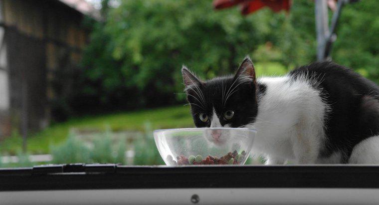 Khi nào Mèo Con của Tôi Có Thể Bắt Đầu Ăn Thức Ăn Dành Cho Người Lớn?