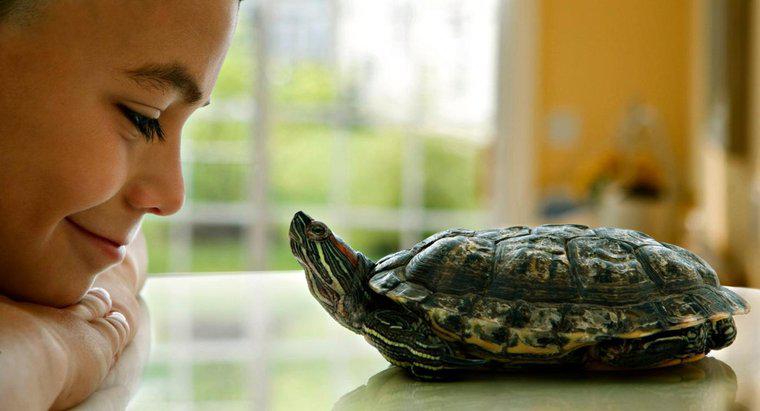Rùa vật nuôi sống được bao lâu?