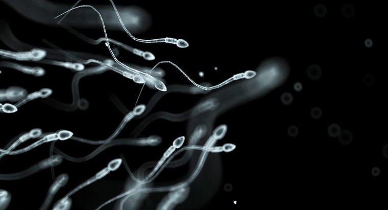 Spermatozoa là gì?