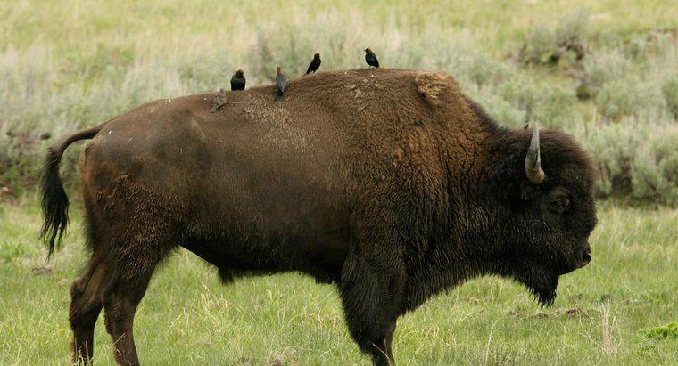 Sự cộng sinh giữa một con bò rừng và bò rừng là gì?