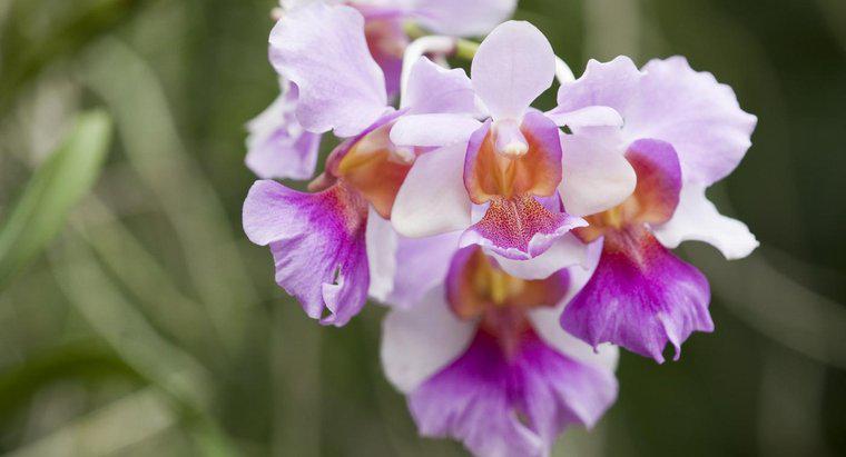 Ý nghĩa của một Orchid là gì?