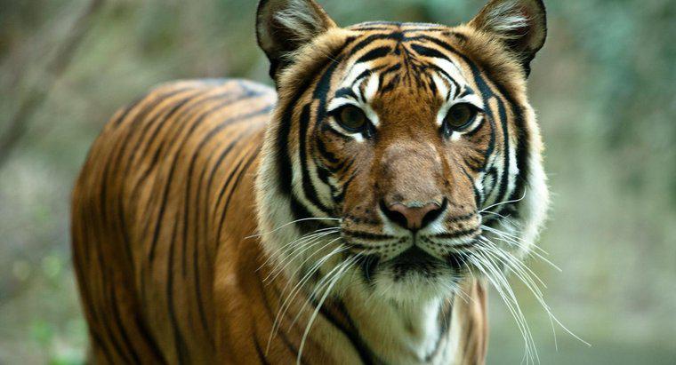 Tại sao loài hổ có nguy cơ tuyệt chủng?