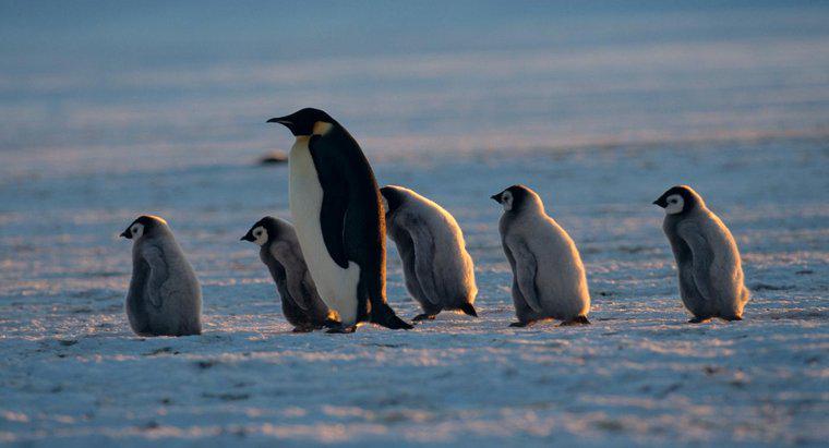 Chim cánh cụt mẹ được gọi là gì?