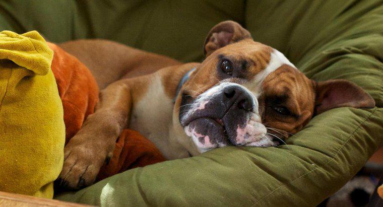 Các triệu chứng của Cú đột quỵ nhỏ ở chó là gì?