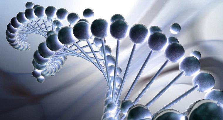 Các đơn vị lặp lại mà DNA được tạo thành được gọi là gì?