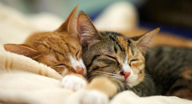 Mèo dành phần trăm trong ngày để ngủ là bao nhiêu?