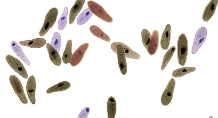 Những bệnh nào gây ra bởi Paramecium?