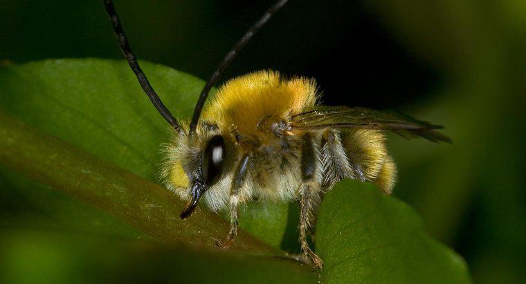 Làm thế nào bạn có thể xác định ong bắp cày và ong bắp cày?