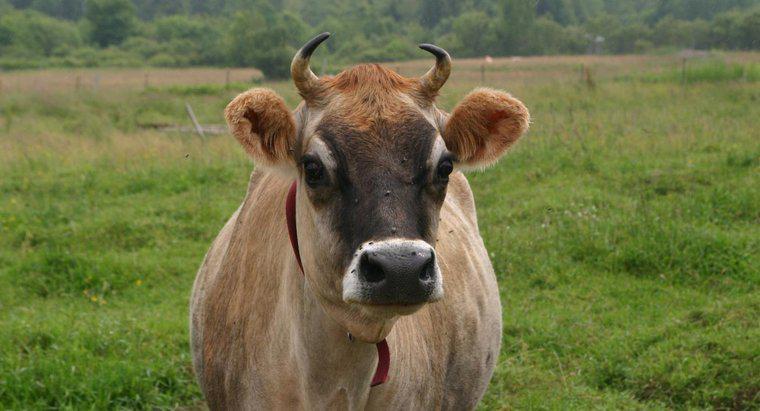 Một con bò đực bị thiến được gọi là gì?