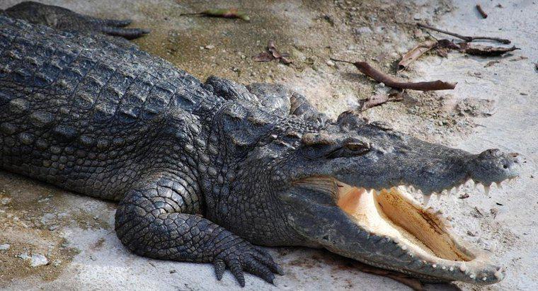 Cá sấu có đẻ trứng không?