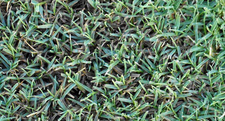 Phân bón tốt nhất cho cỏ Bermuda là gì?