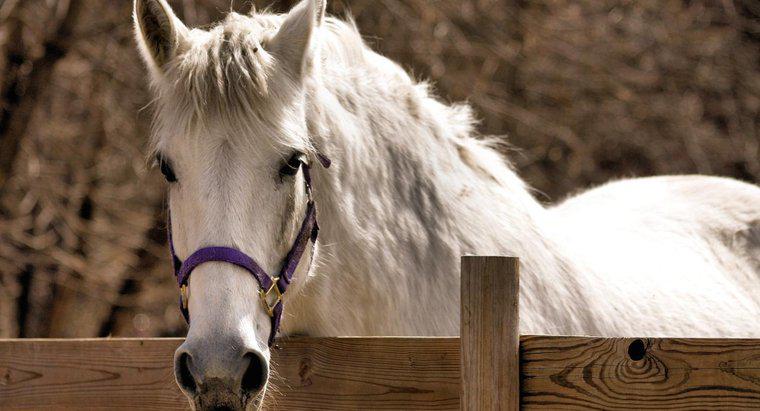 Sự khác biệt giữa ngựa và ngựa vằn là gì?