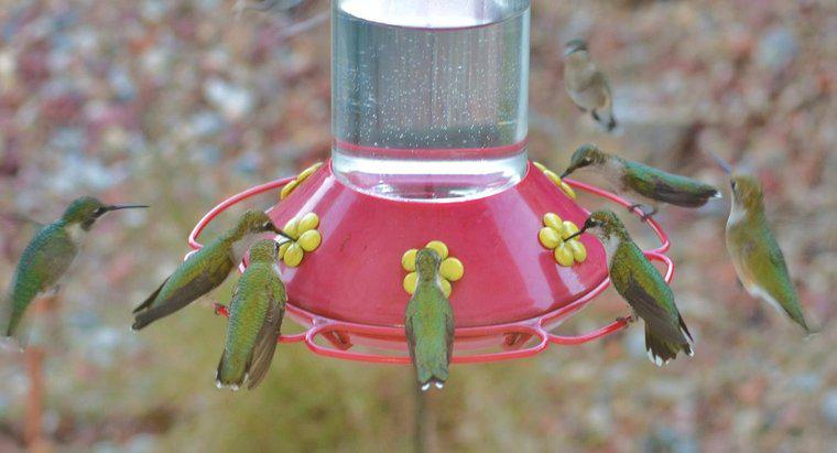 Làm thế nào để bạn làm cho Hummingbird Nectar?