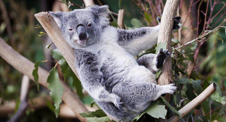 Gấu Koala sống ở đâu?