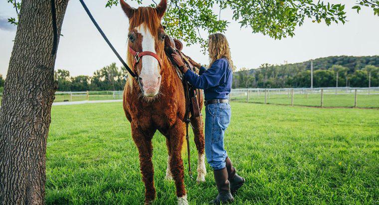 Nói chung tốn bao nhiêu tiền để mua và giữ một con ngựa?