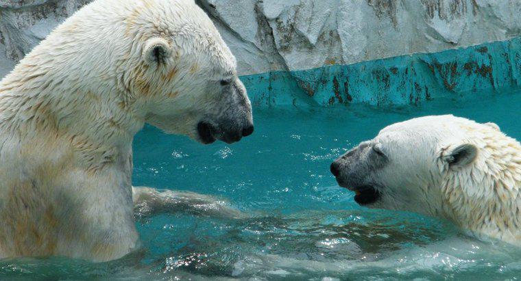 Gấu Bắc Cực có sống ở Bắc Cực không?