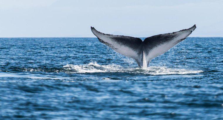 Cá voi có mặt trên trái đất bao lâu?
