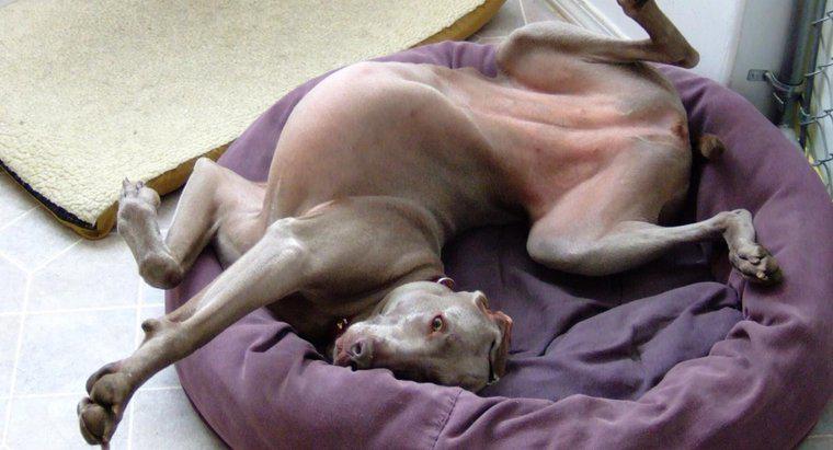 Tại sao chó cào giường trước khi nằm?