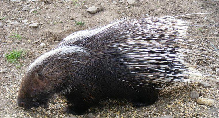 Porcupine Quills có phát triển trở lại không?