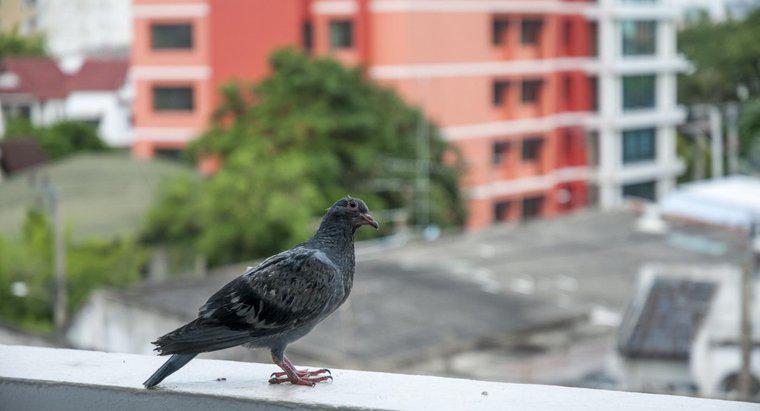 Sử dụng chất độc trên chim bồ câu có hợp pháp không?