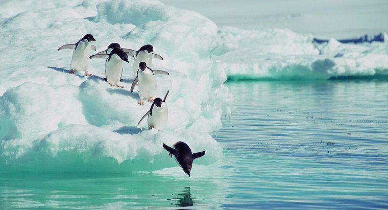Động vật ăn gì chim cánh cụt?