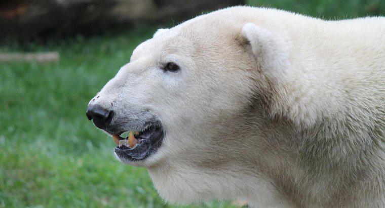 Gấu Bắc Cực sống được bao lâu?