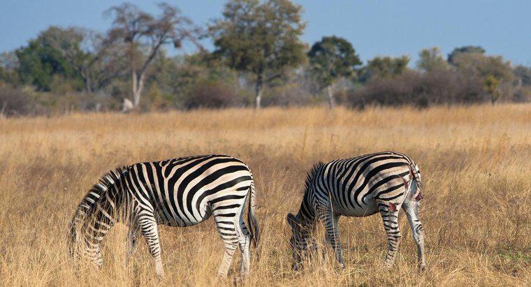 Niche of the African Zebra là gì?