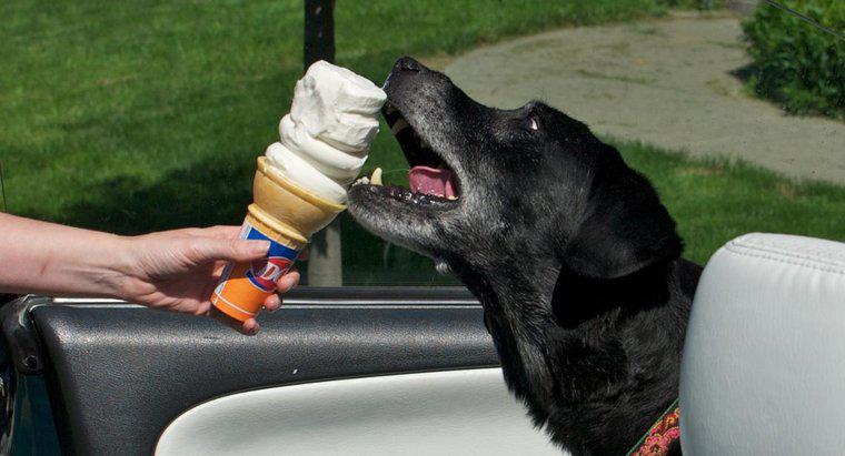 Chó có thể ăn kem không?