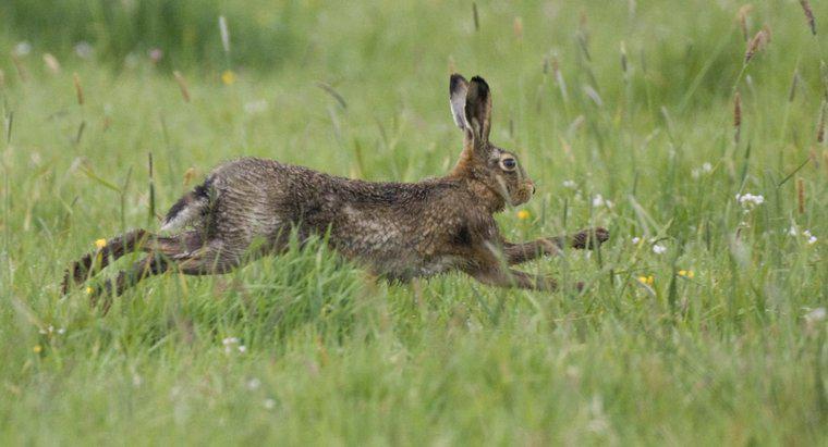 Động vật ăn thịt tự nhiên của thỏ là gì?