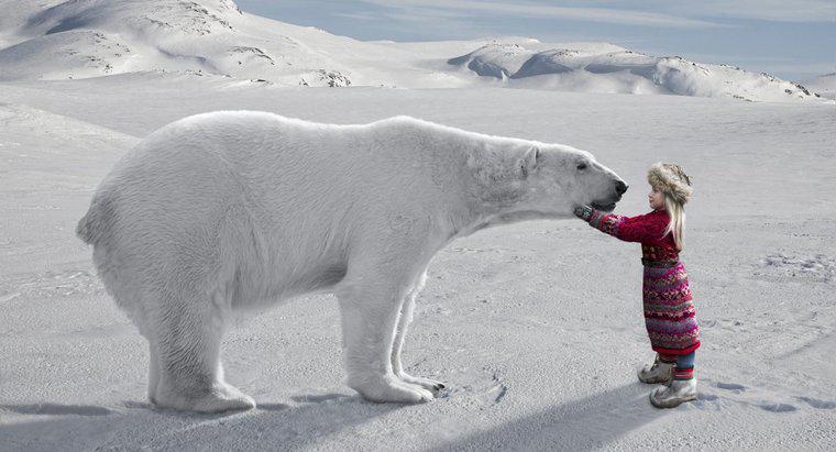 Một số sự thật thú vị về Bắc Cực cho trẻ em là gì?