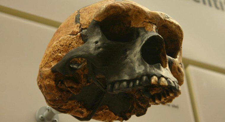 Sự khác biệt chính giữa Homo Erectus và Australopithecus là gì?