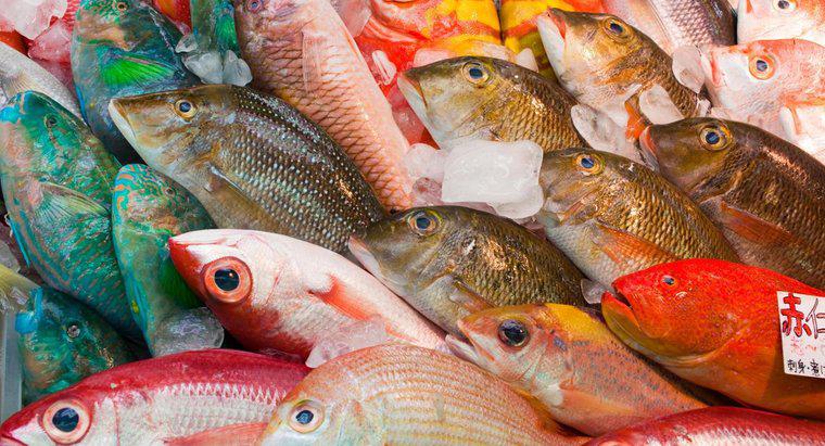Loại cá được ăn nhiều nhất trên thế giới là gì?