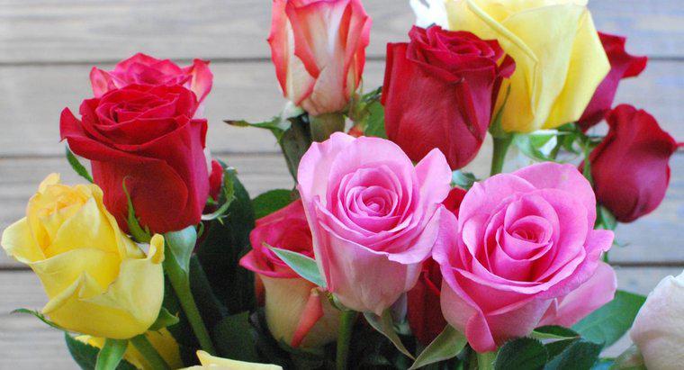 Ý nghĩa của các màu sắc hoa hồng khác nhau là gì?