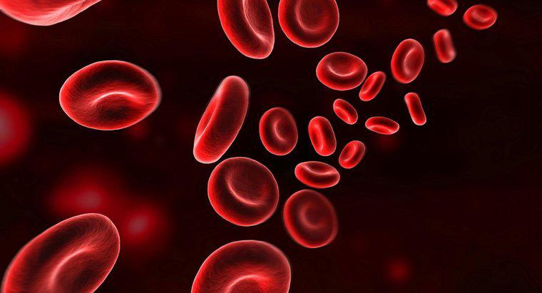 Hemoglobin vận chuyển oxy như thế nào?