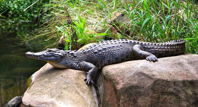 Cá sấu sống được bao lâu?