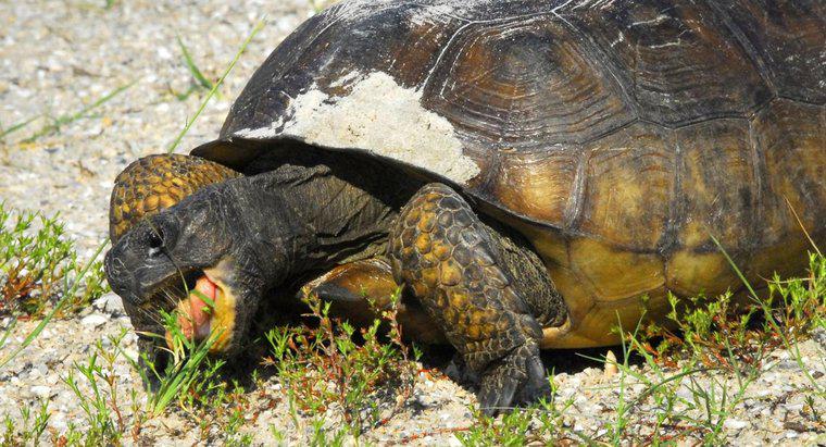 Rùa có thể sống được bao lâu nếu không có thức ăn?