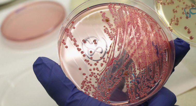 Làm thế nào để Eubacteria thu được năng lượng?
