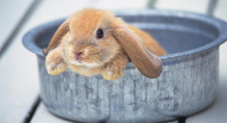 Bạn có thể cho một con thỏ tắm?