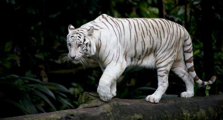 Một số thông tin về hổ trắng là gì?