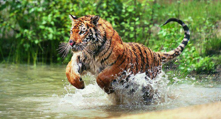 Một số thông tin cơ bản về hổ là gì?