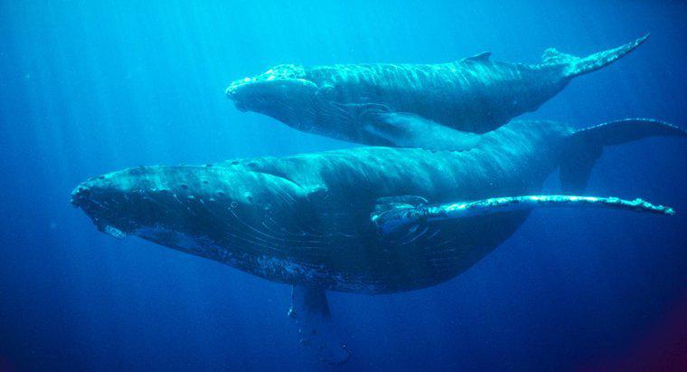 Cá voi có thể nín thở trong bao lâu?