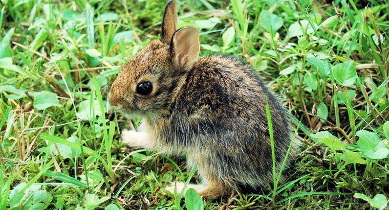 Bạn có thể nuôi một con thỏ hoang dã làm thú cưng không?