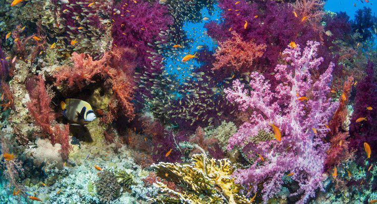 Một số yếu tố sinh học của một rạn san hô là gì?