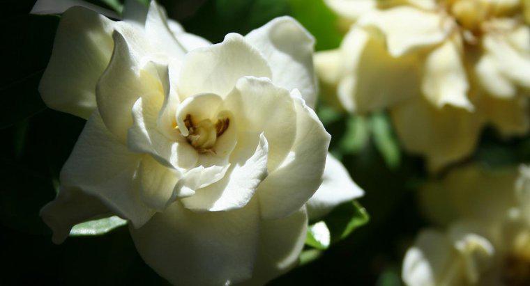 Làm thế nào để bạn cắt tỉa bụi cây Gardenia?