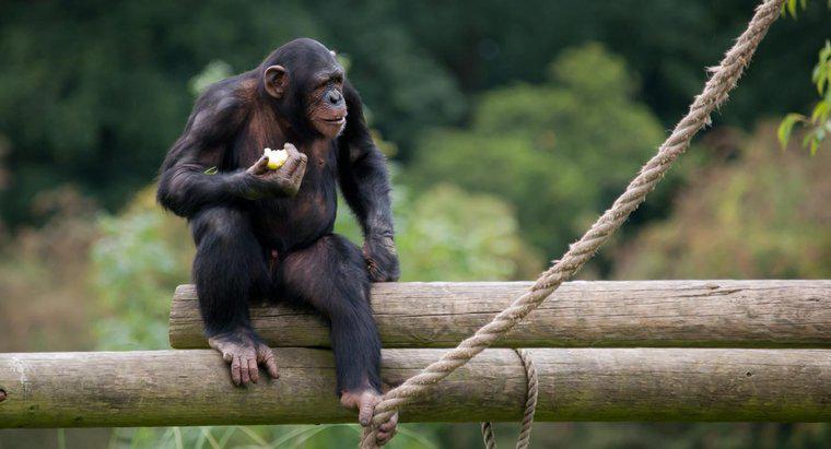 Khỉ ăn gì trong rừng?