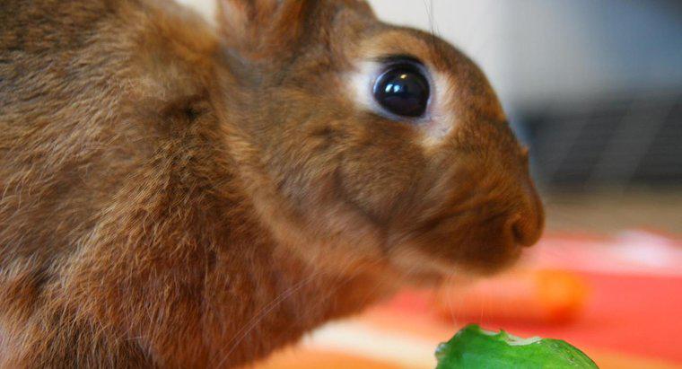 Thỏ có thể ăn dưa chuột không?