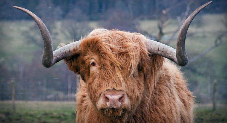 Một con bò đực tạo ra âm thanh gì?