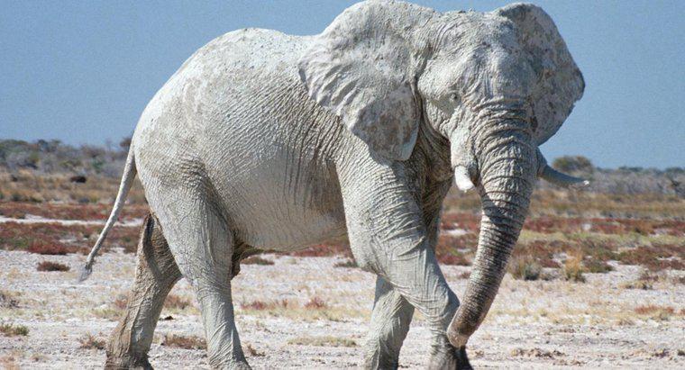 Những con voi may mắn có phải là một huyền thoại?